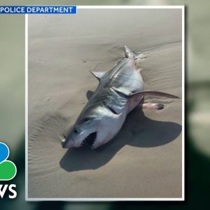 Shark Sightings Increased This Summer, Causing Concern For Swimmer Safety