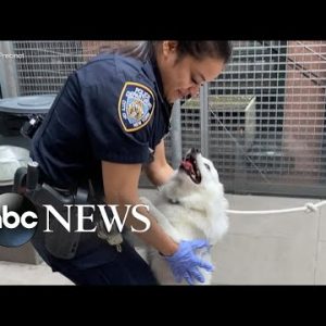 Dog rescued from hot car adopted by rescuing officer