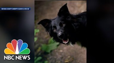 Border Collie Touted As Real-Life Lassie' After Rescuing Owner From 70-Foot-Fall
