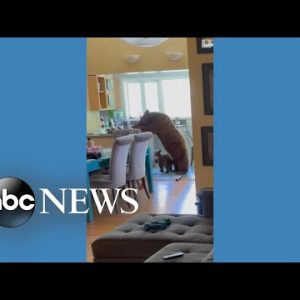 Mama bear and cub chow down inside home