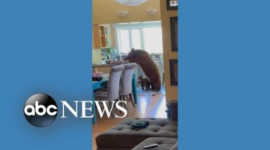 Mama bear and cub chow down inside home