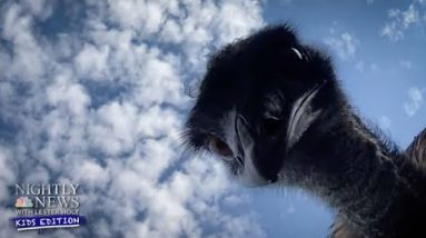 Meet Emmanuel The Emu | Nightly News: Kids Edition