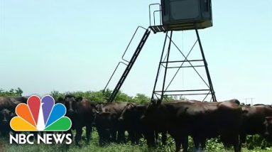 Scorching Heat Wave Damaging Crops And Threatening Cattle