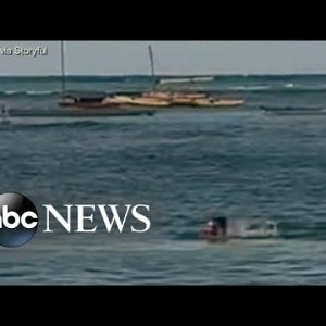 Seal attack off Hawaiian beach