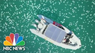 Watch Thousands Of Jellyfish Swarming Off The Israeli Coast