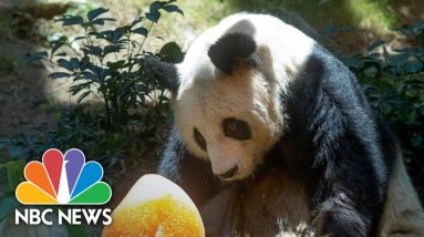 World's Oldest Giant Panda Under Human Care Passes Away At Age 35