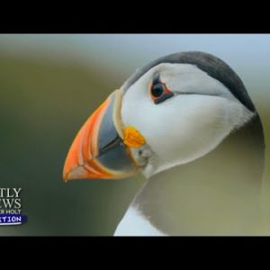 Birds Of A Feather: An Adventure With Puffins | Nightly News: Kids Edition