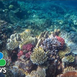 Great Barrier Reef Shows Signs Of Recovery From Bleaching, Scientists Say