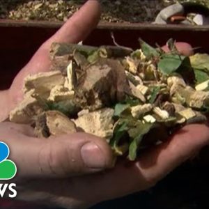 Germans Turn To Wood Chips To Reduce Dependence On Russian Gas Supplies