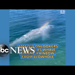 Gray whale sprays a 'rainbow' from blowhole