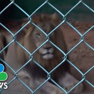 Man Mauled To Death By Lion After Climbing Into Zoo Enclosure