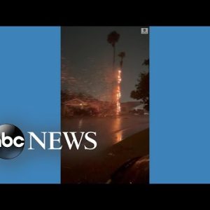 Palm tree catches fire after lightning strike