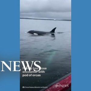 Pod of orcas joins sailors in Quebec