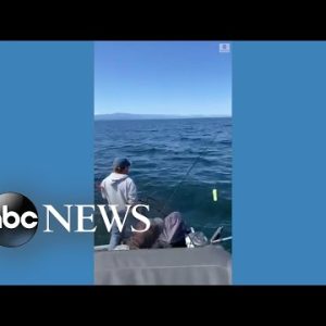 Sea lion steals snack from fisherman's line