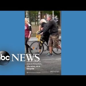 Escaped chimpanzee taken back to zoo in Kharkiv, Ukraine, on bicycle