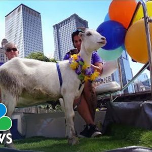 Goats On A Boat: Illinois Electric Company Treats Goats To River Cruise