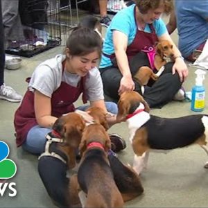 Thirty Six Rescued Beagles Sent From Illegal Research Facility To Chicago