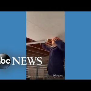 Snake catcher removes 2 pythons from ceiling