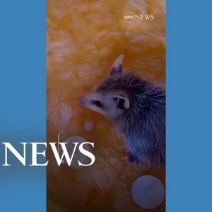 Family finds opossum inside jack-o'-lantern