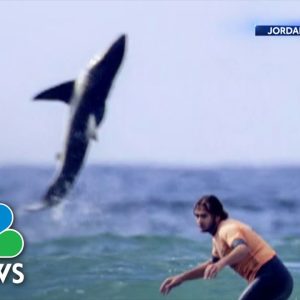 Watch: Great White Shark Leaping Out Of Water Behind Surfer