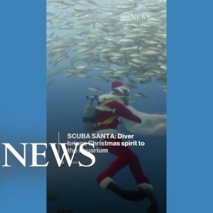 Santa joins fish and dolphins at aquarium
