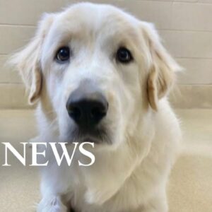 Dog finally finds forever home