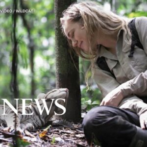 Samantha Zwicker rewilds ocelots in the Peruvian Amazon in 'Wildcat'