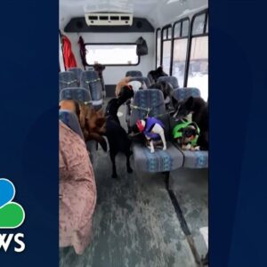 WATCH: Dogs eager to jump on the puppy bus for daily walks