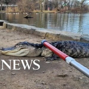 Alligator found in New York City lake