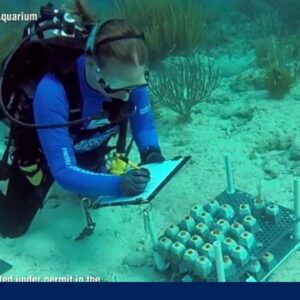 Extreme heat threatens Florida's reef, continental US's only coral reef system
