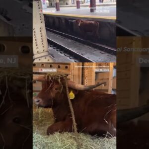 Bull at train station taken to animal sanctuary
