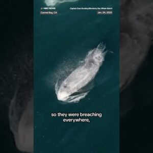 1,500+ dolphins spotted off the coast of California in a super pod.