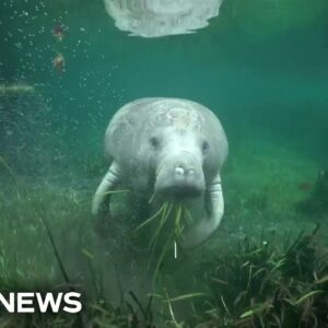 Good News: Manatees brought back to health released into the wild