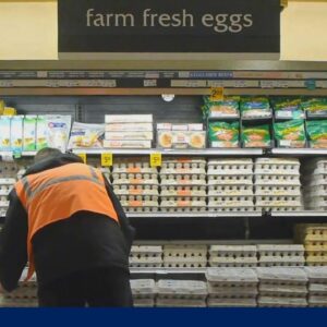 Bird flu concerns for New York