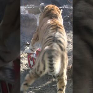 Blank Street Zoo tiger picks the Chiefs to win the Super Bowl.