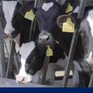 Bird flu strain found in wild birds detected in dairy cattle for 1st time