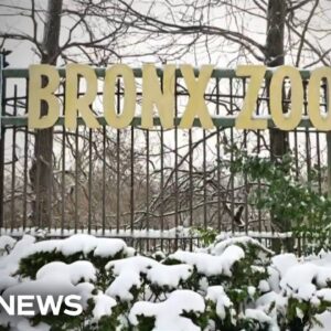 New bird flu cases hit New York City zoos