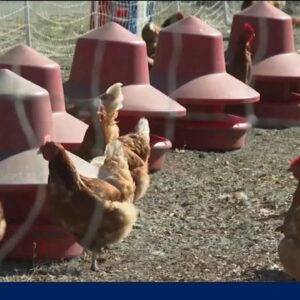 New York shuts down live poultry markets after bird flu detected