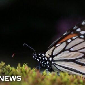 Butterfly population declining at 'catastrophic' rate, research says