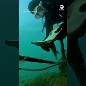 Diver rescues fiddler ray caught in fishing line