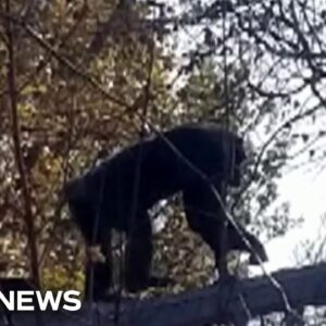 Chimp escape prompts zoo lockdown