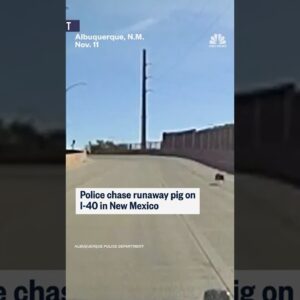 Police chase runaway pig on I-40 in New Mexico