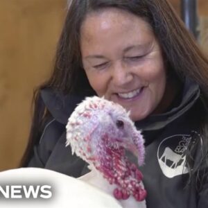 Turkeys at Gentle Barn in Tennessee offer comfort through cuddles