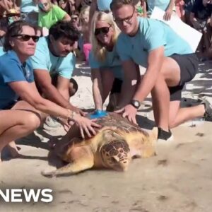 Endangered turtle returns to ocean after surgery to remove life-threatening tumor
