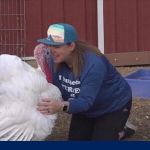 Why some people are adopting turkeys instead of eating them