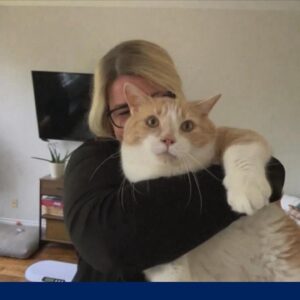 'Kitty Fat Camp' helps overweight cats find homes