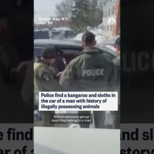 Police find kangaroo and sloths in car of a man with history of illegally possessing animals