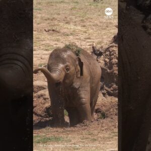 Zoo elephants treated to 'spa day' in Australia