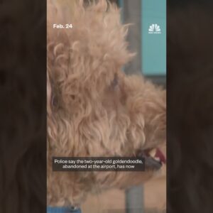 Puppy abandoned at Las Vegas airport adopted by cop who rescued him