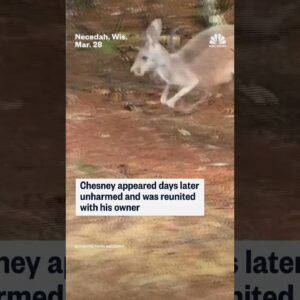 Chesney the kangaroo returns home after being on the run for 72 hours